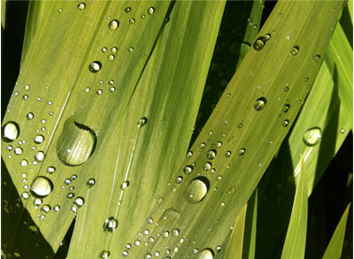 photo-prise-avec-iphone-4-1.jpg, juin 2010 photo-prise-avec-iphone-4-1.jpg