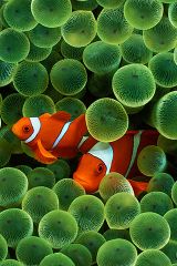 fond-ecran-poisson-clown.jpg