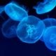 Méduses