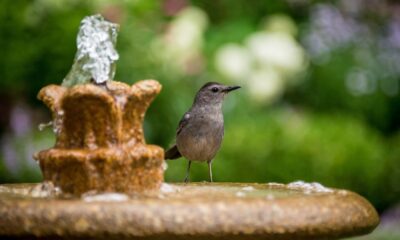 Fontaine eau oiseau