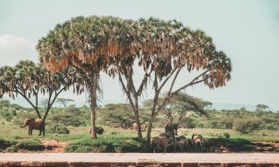 Apple don environnement