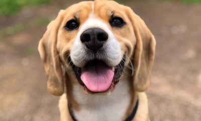 Siri et bruit de chien