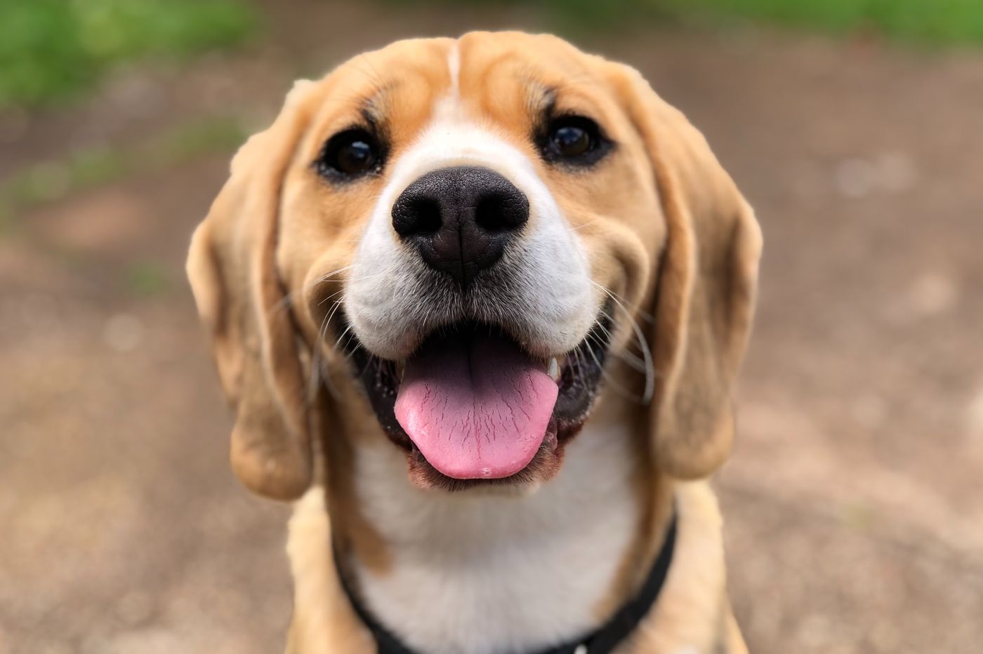 Siri et bruit de chien