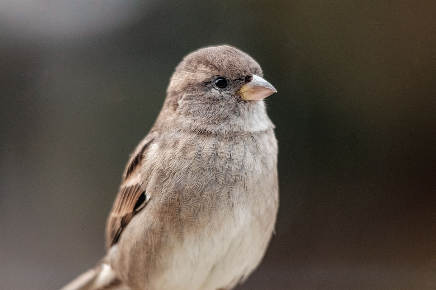 Silver Sparrow