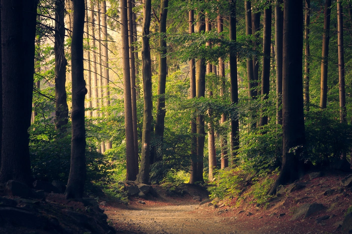 arbres