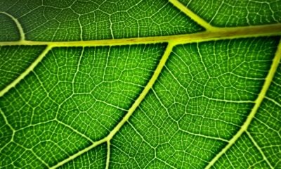 Apple_iPhone-13-Pro_Leaf_09142021