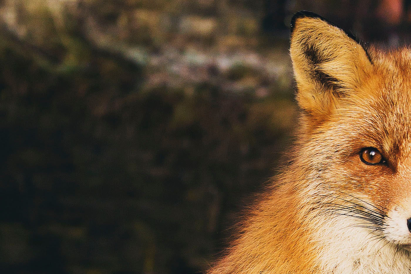 renard
