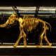 mammoth