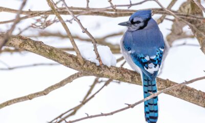 Oiseau bleu branche neige