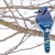 Oiseau bleu branche neige