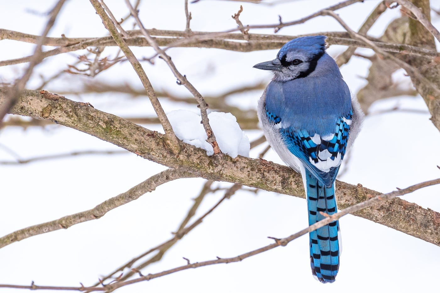Oiseau bleu branche neige