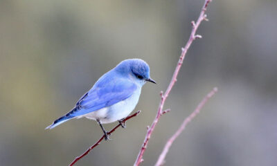 oiseau bleu