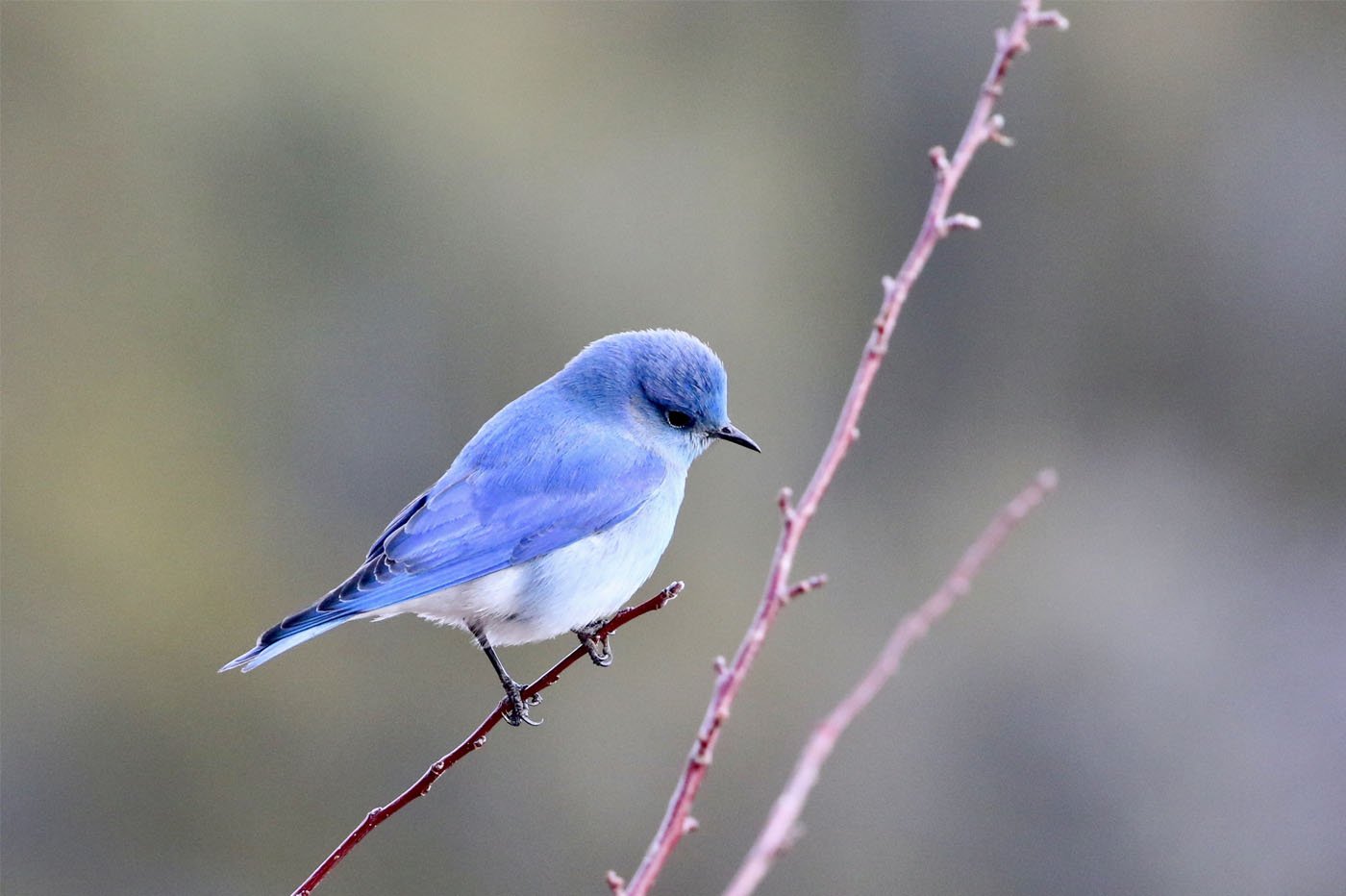 oiseau bleu