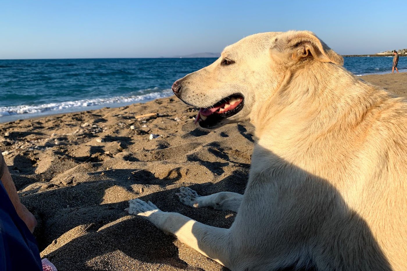 Airtag pour chien et chat, pourquoi faut-il se méfier ?