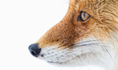 Renard roux fond neige