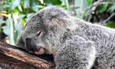 Animal endormi sommeil