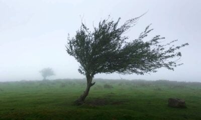 Vent arbre et tempête