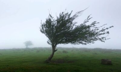 Vent arbre et tempête