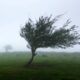 Vent arbre et tempête