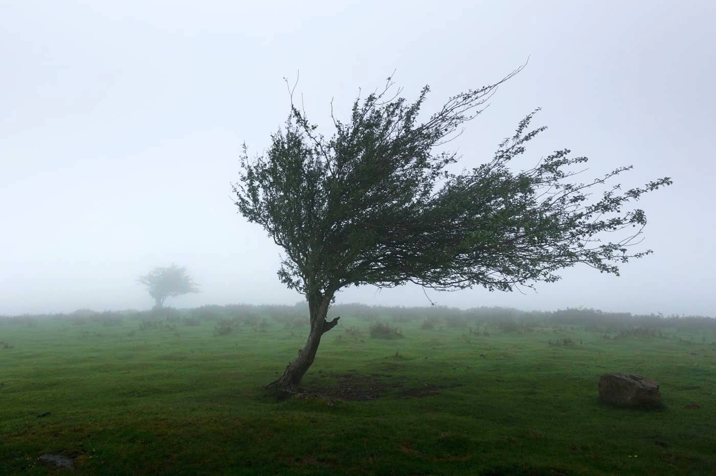 Vent arbre et tempête