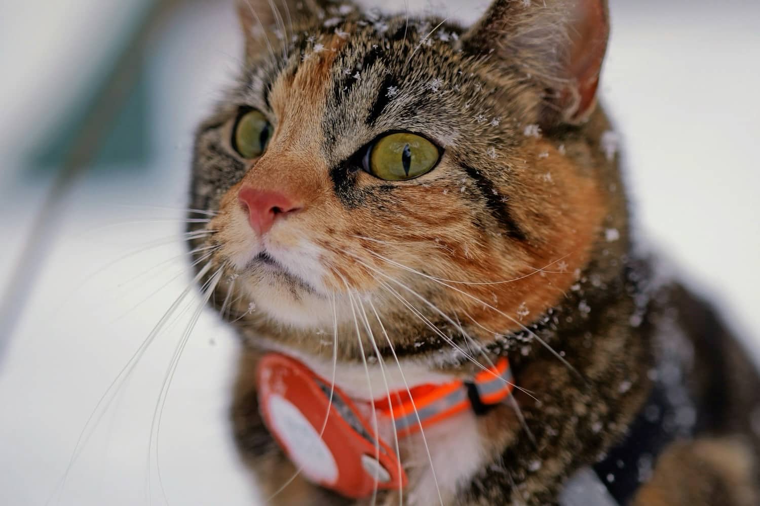 25 € seulement le capteur AirTag : pour suivre Minou sans inquiétudes