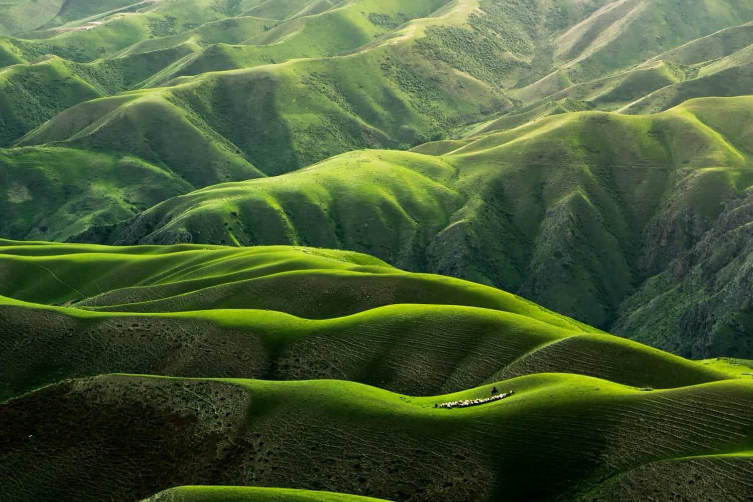 Collines montagnes vertes