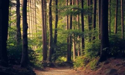 Nature forêt arbres