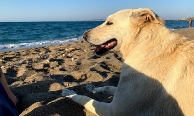 Chien sur la plage