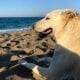 Chien sur la plage
