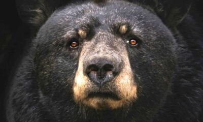 Ours noir Californie