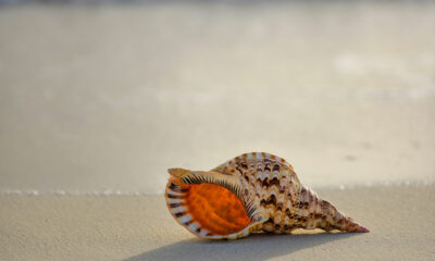 Coquillage apple AirPods pro