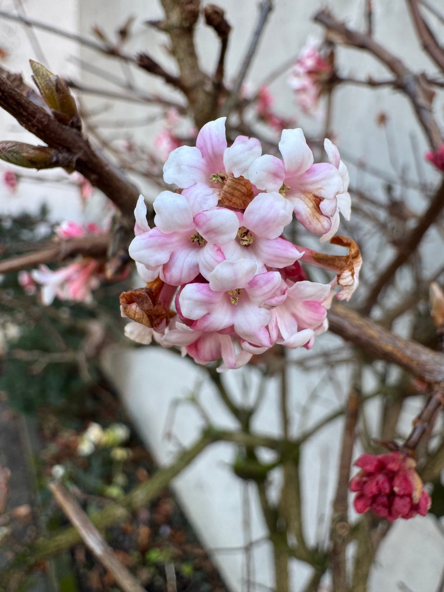 iPhone 15 Pro fleur rose