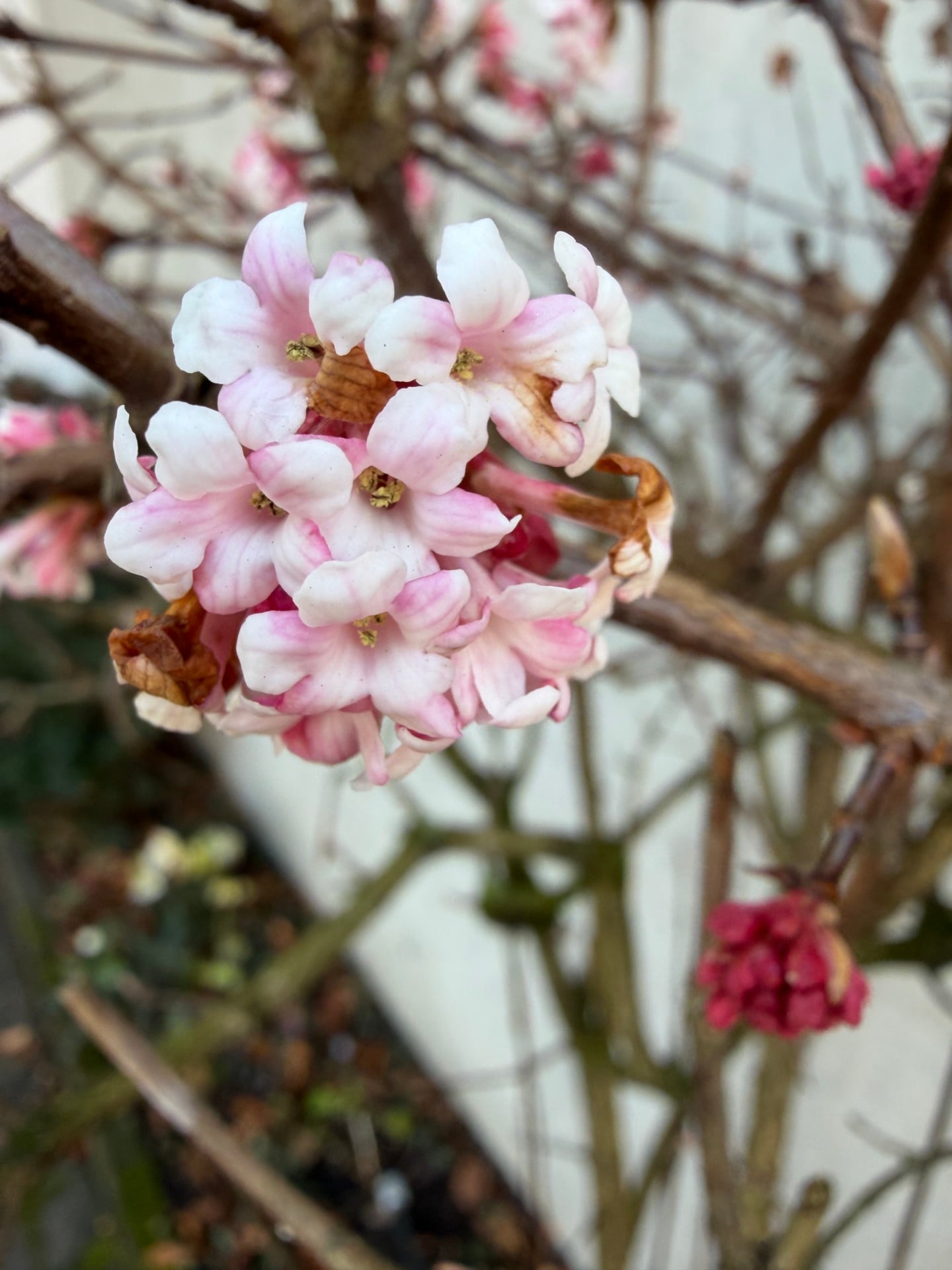iPhone 17 fleur rose