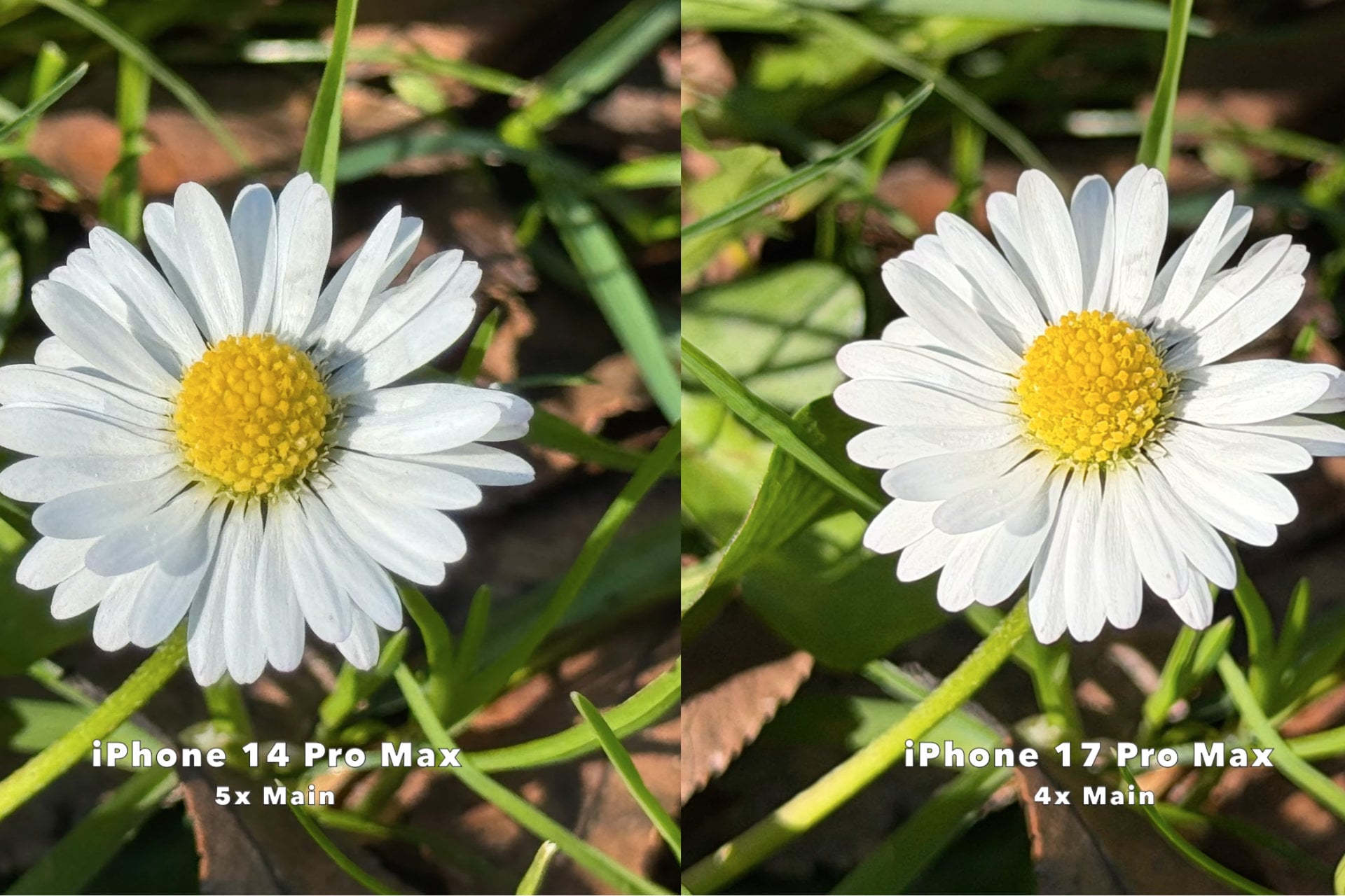 iPhone compartif zoom