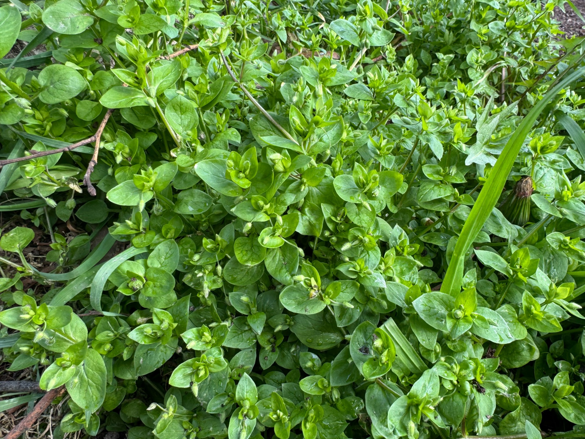 Herbe 2 iPhone 15 Pro