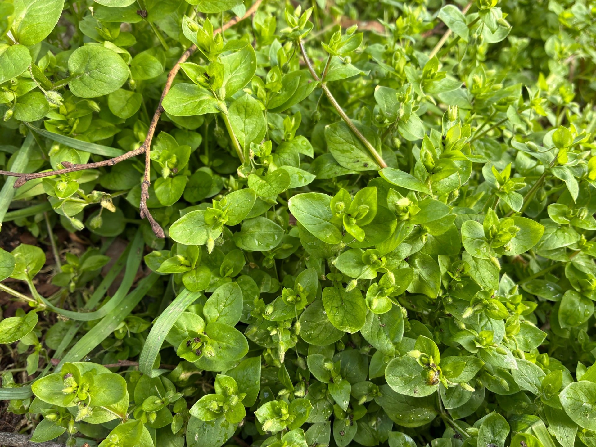 Herbe iPhone 17e