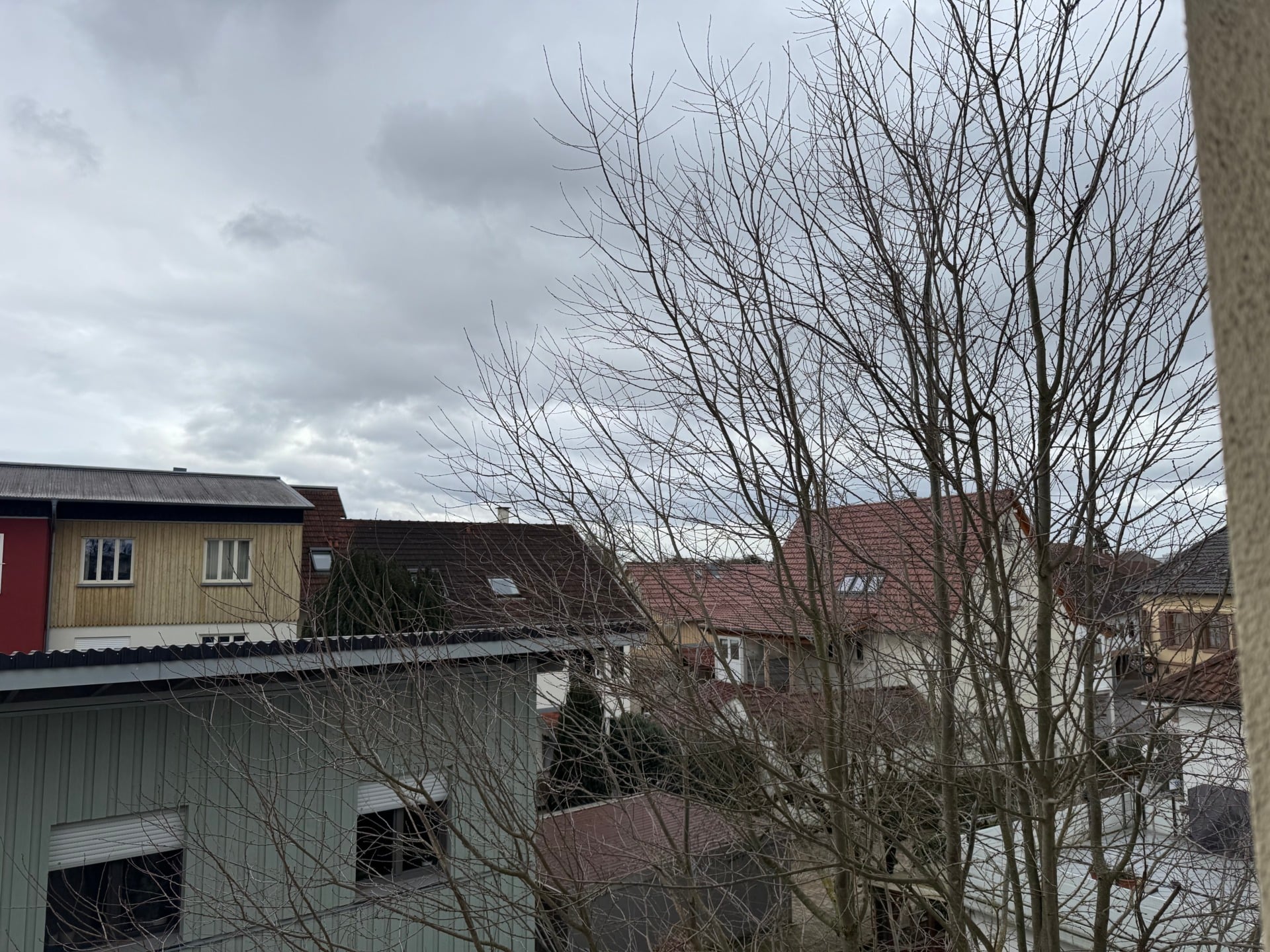 Photos iPhone 15 pro arbre