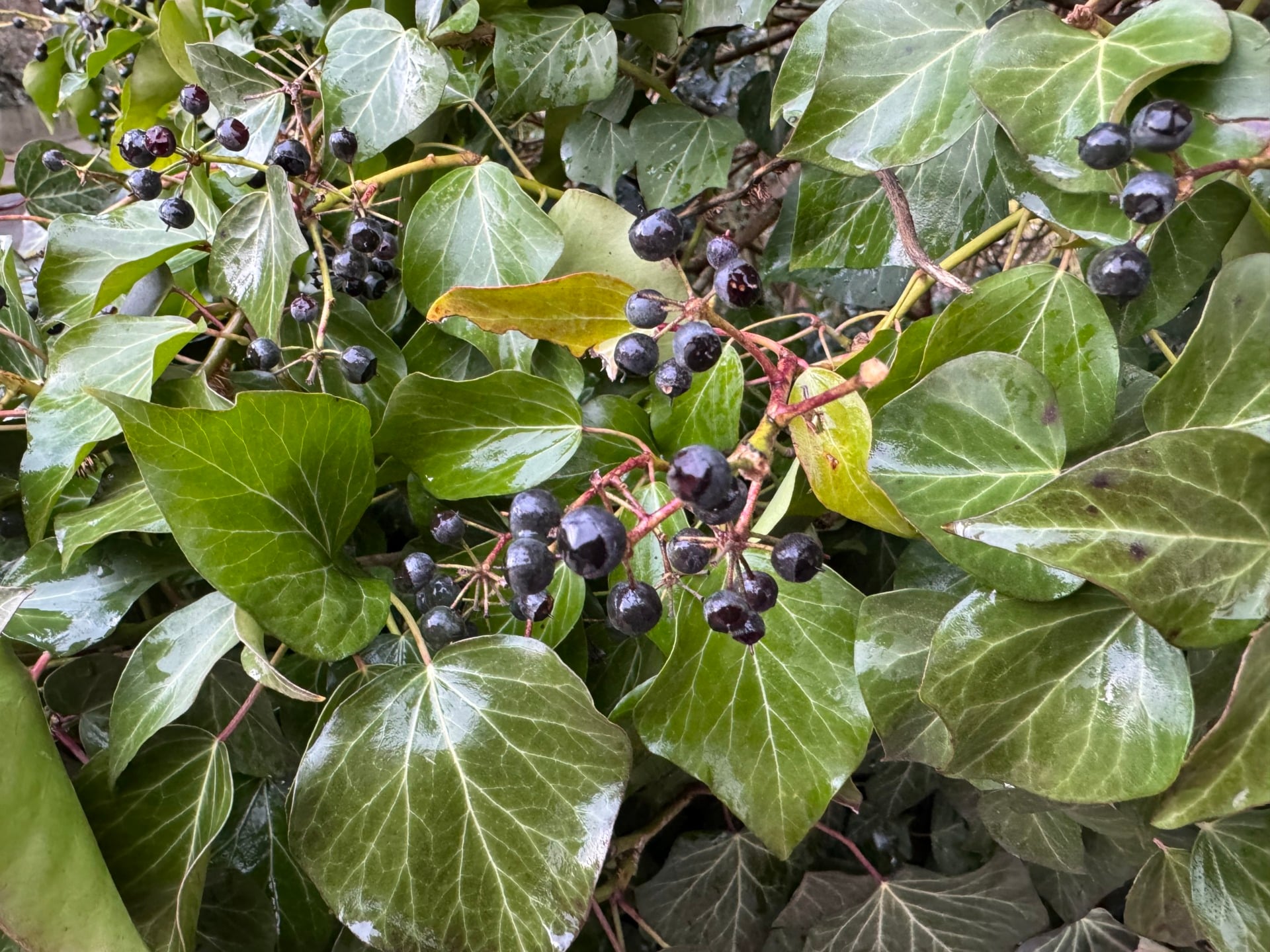 Photos iPhone 15 pro fruits