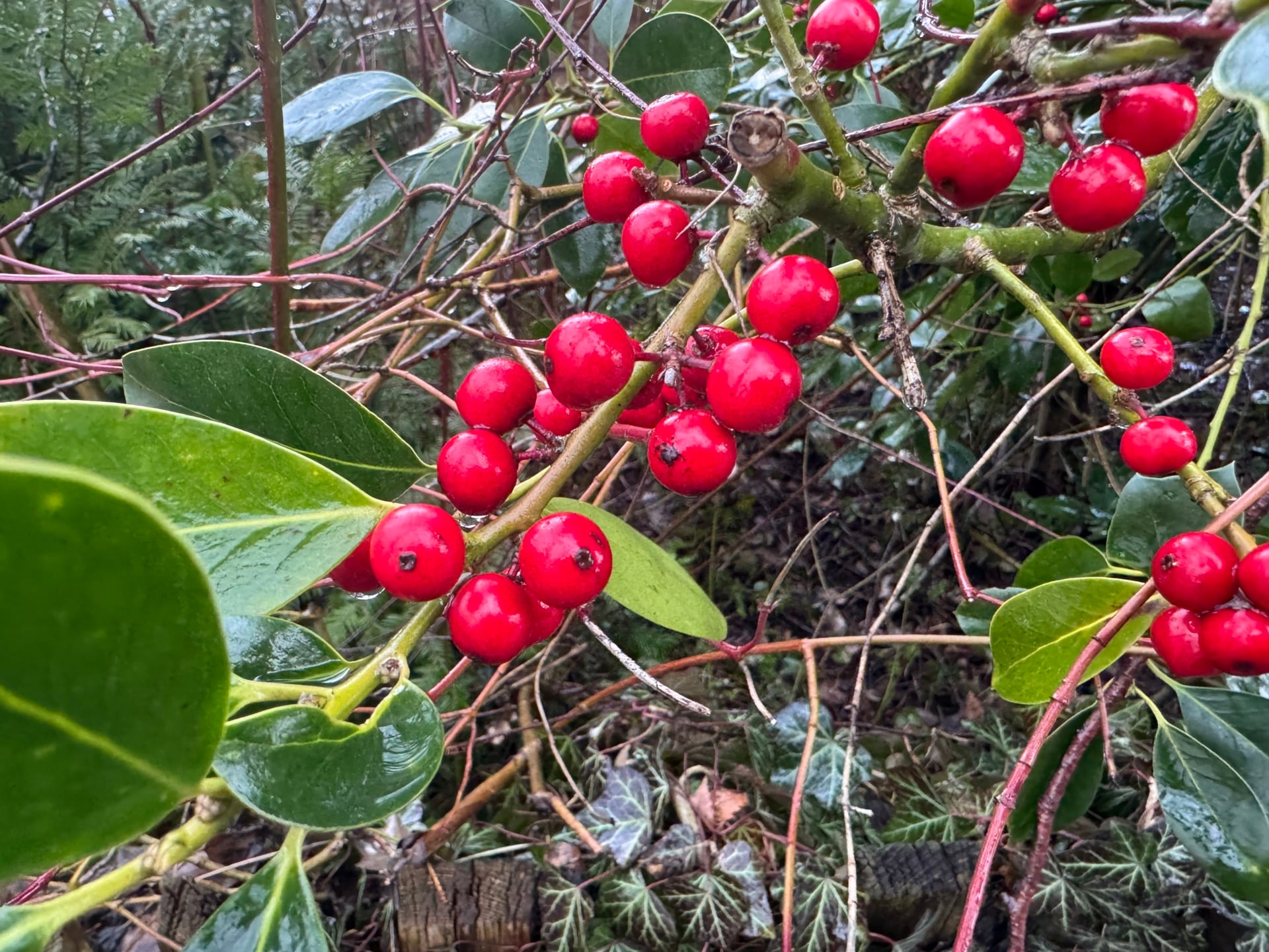 iPhone 15 Pro fruit 1