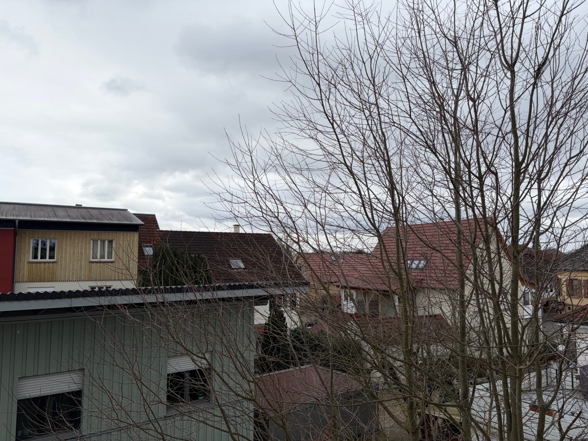 iPhone Air photo arbre