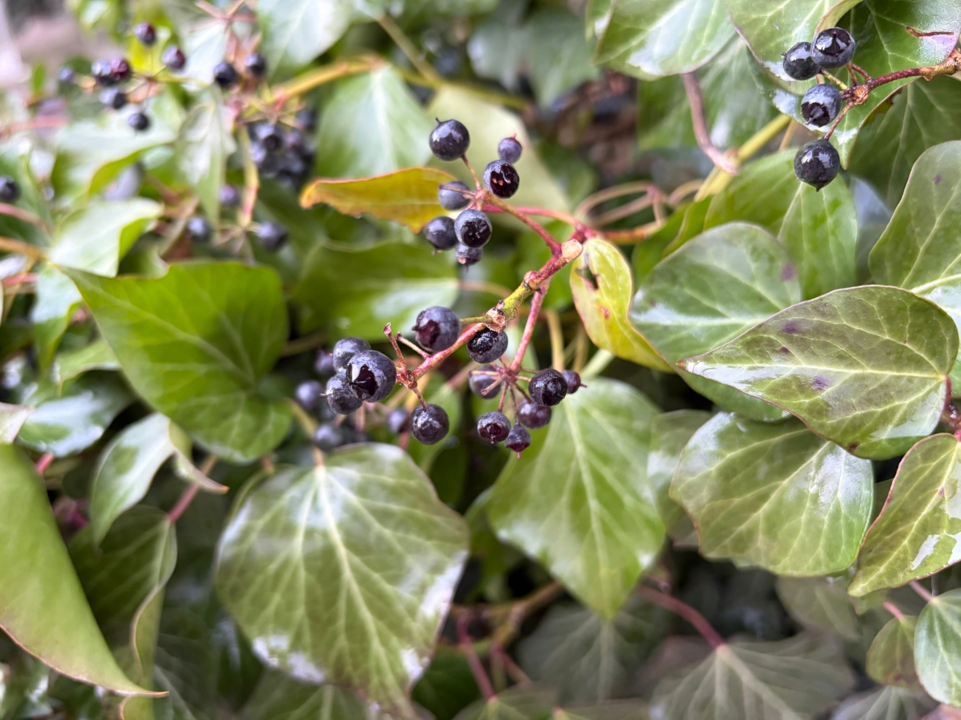 iPhone Air photo plante 3