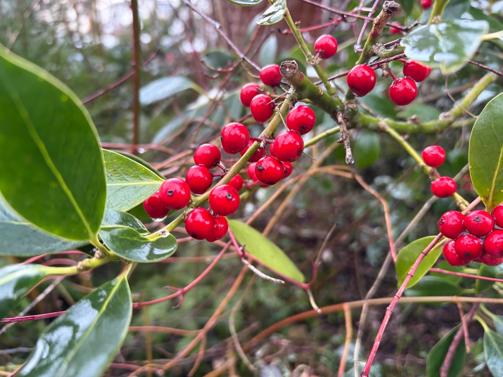 iPhone Air photo plante 1