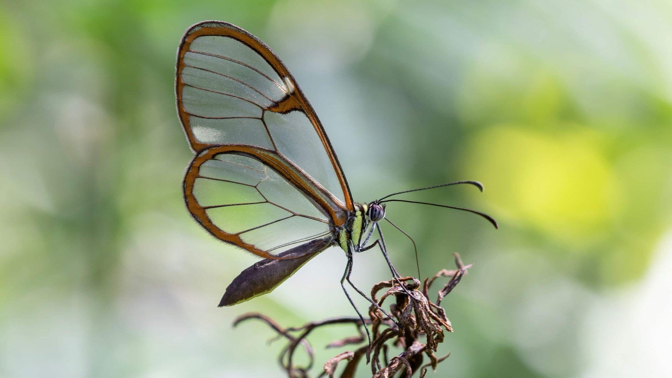 Papillon aux ailes de verre