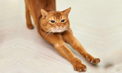 Chat roux qui s'éttire yoga (1)