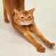 Chat roux qui s'éttire yoga (1)