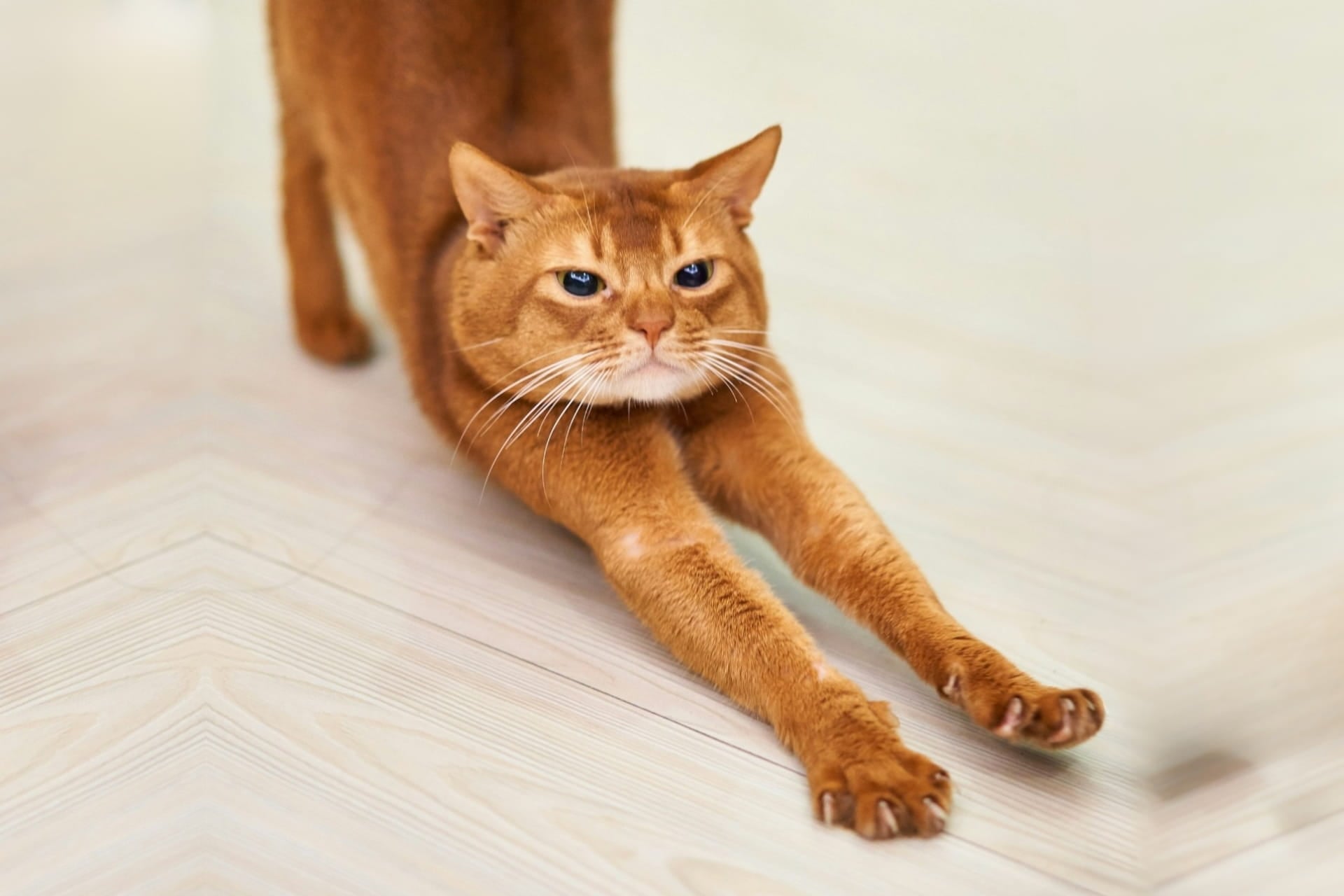 Chat roux qui s'éttire yoga (1)