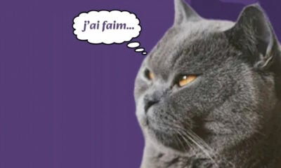 Traducteur pour chat iPhone