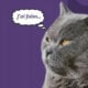 Traducteur pour chat iPhone