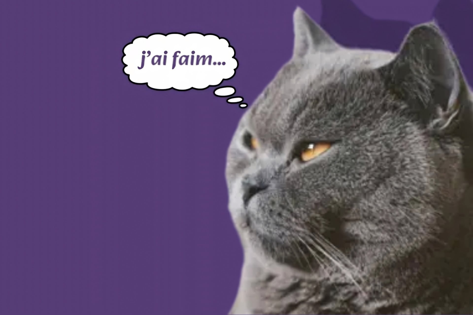 Traducteur pour chat iPhone