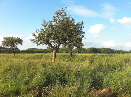 Back Camera, juin 2010 Back Camera